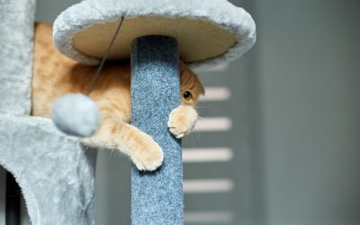 Choosing a Scratching Post for Your Cat