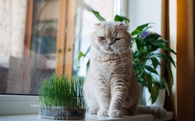 Interesting Tips About Catnip