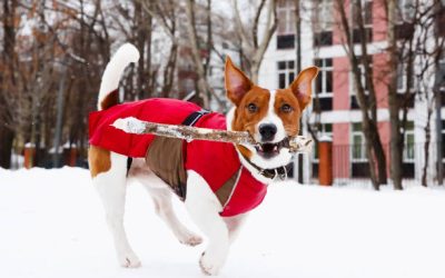 Keeping Your Dog Warm in Winter Weather