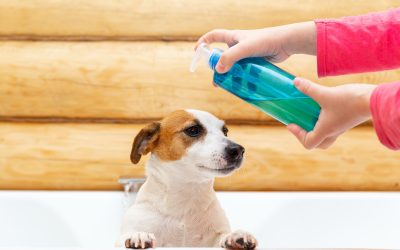 Five Recommended Dog Shampoos