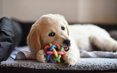 5 Types of Dog Toys
